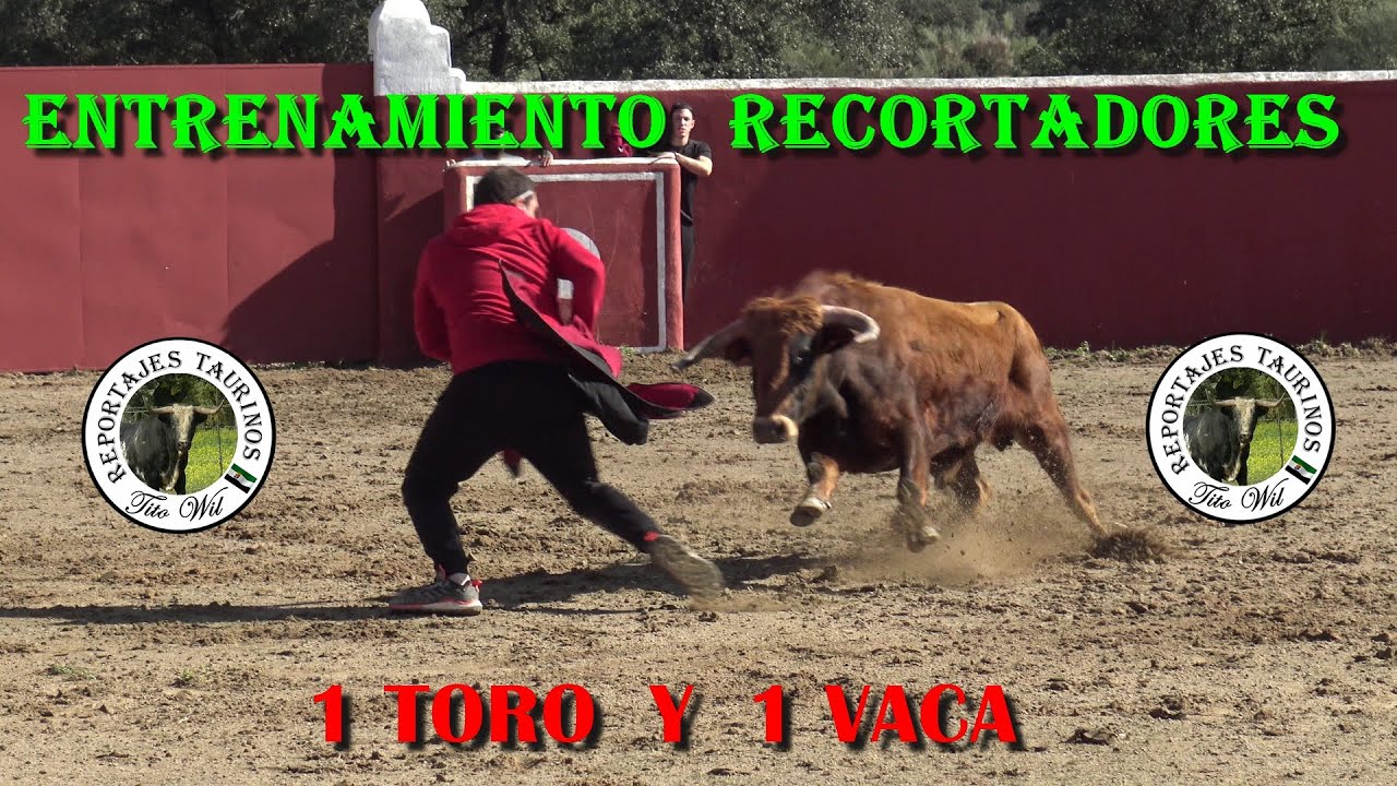 ENTRENAMIENTO RECORTADORES  1 TORO Y 1 VACA