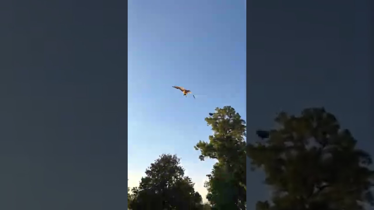 Hawk Attack (Natural Sound)
