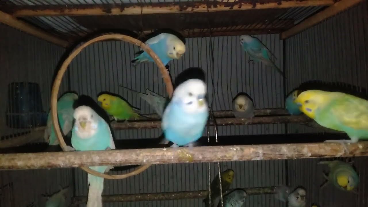 【14分】セキセイインコが迷った末の答え