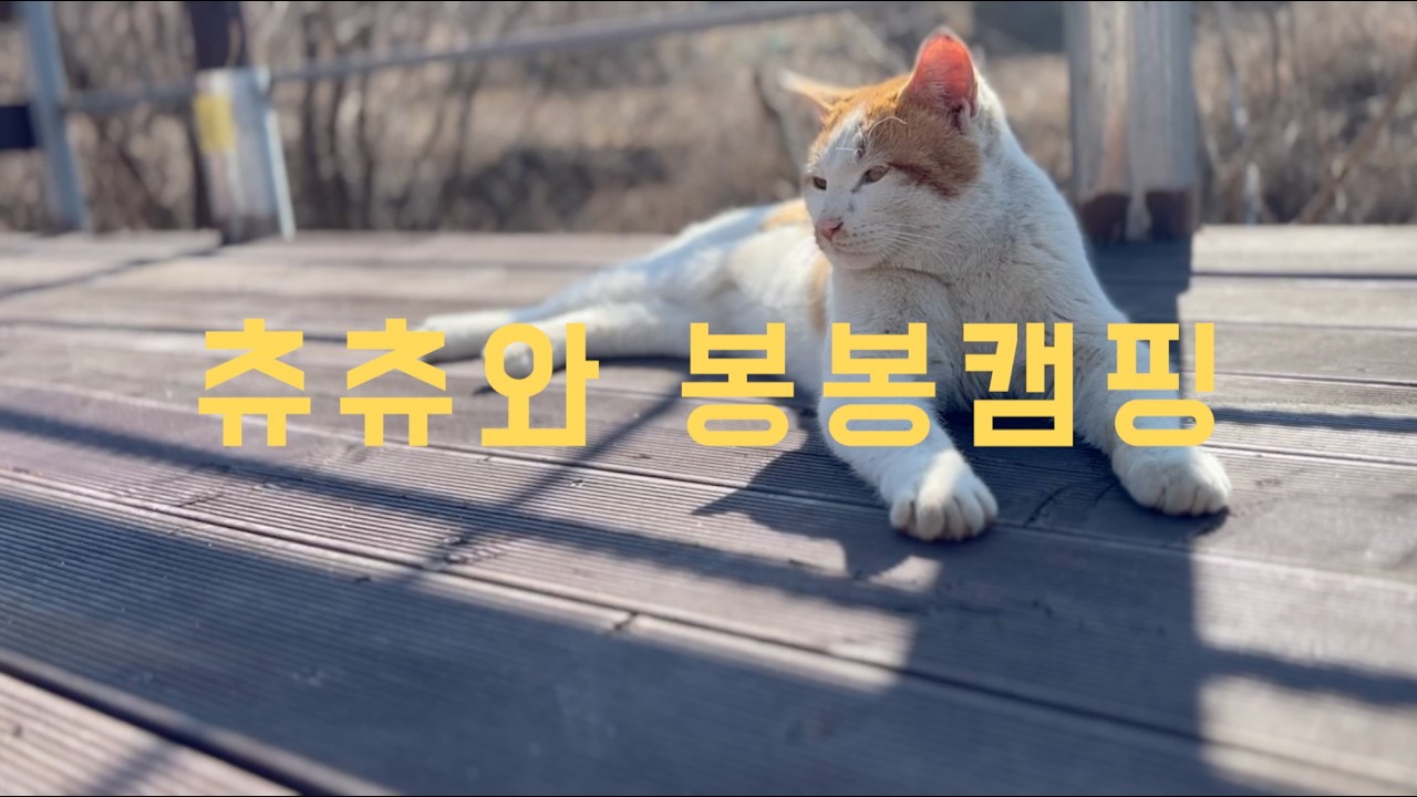 츄츄와 봉봉 캠핑