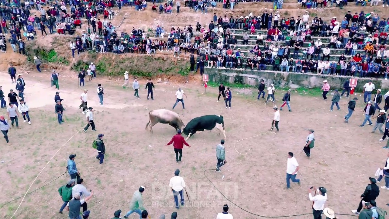 Peleas de Toros en el distrito de  Frías | Bicentenario 2025