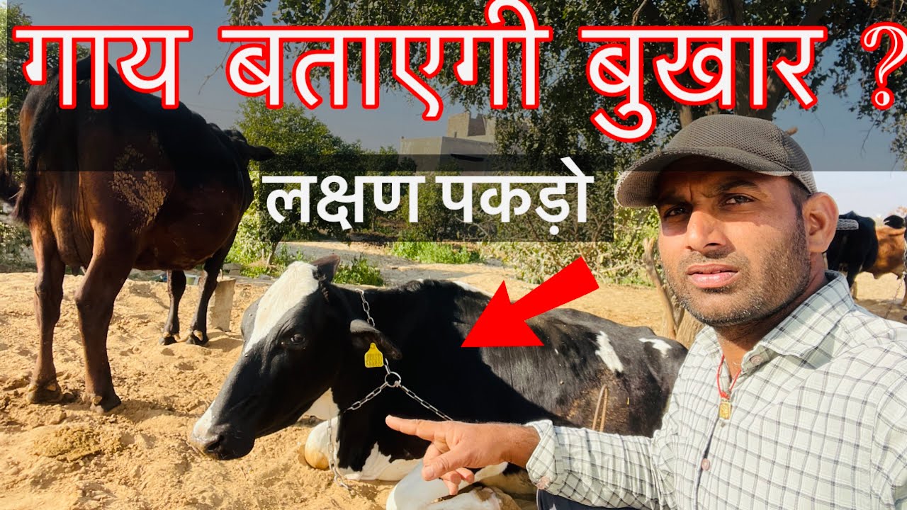 How to Check Cow Fever🥵 गाय को बुखार के लक्षण क्या है । देसी सस्ता उपाय बताइए ।