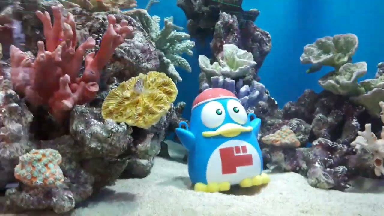 海水熱帯魚・ニシキヤッコ、ヤイトヤッコ、ルリヤッコ、ソメワケヤッコ、ヘラルドヤッコ、アカハラヤッコ、フレームエンゼル、ヒオドシベラなど：ドンキ・ホーテ新宿東南口店①　20231227_133145
