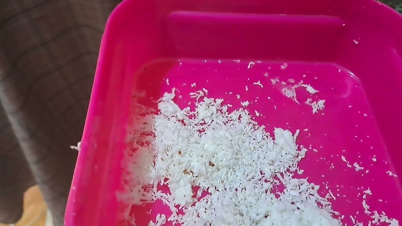 How to get coconut milk out of coconut..