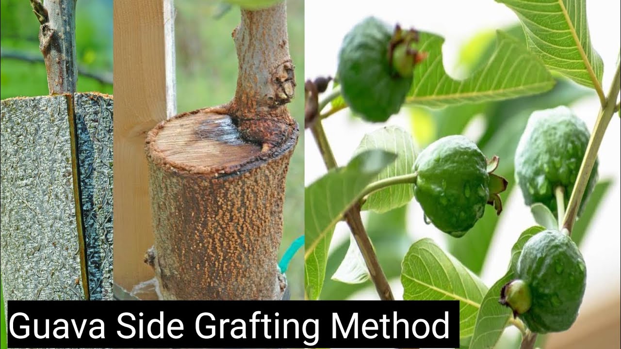 Guava side grafting technique । आखरोट के पौधे पे side grafting ऐसे करे @Reborn399