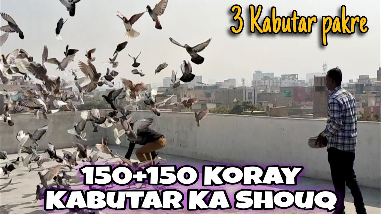 “Nomi Bhai vs Dilawar Bhai | 150+150 Koray Kabutar Ka Shouq | Aaj 3 Kabutar Pakre 🔥”