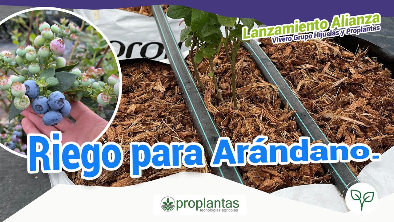🌱💧Soluciones Técnicas para el Riego de Arándanos🫐🌱