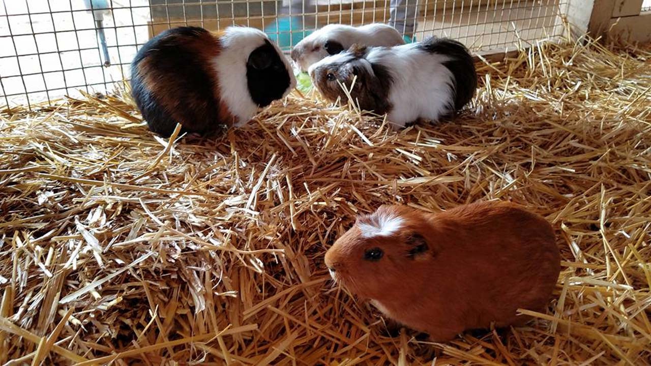 Zoomars Petting Zoo