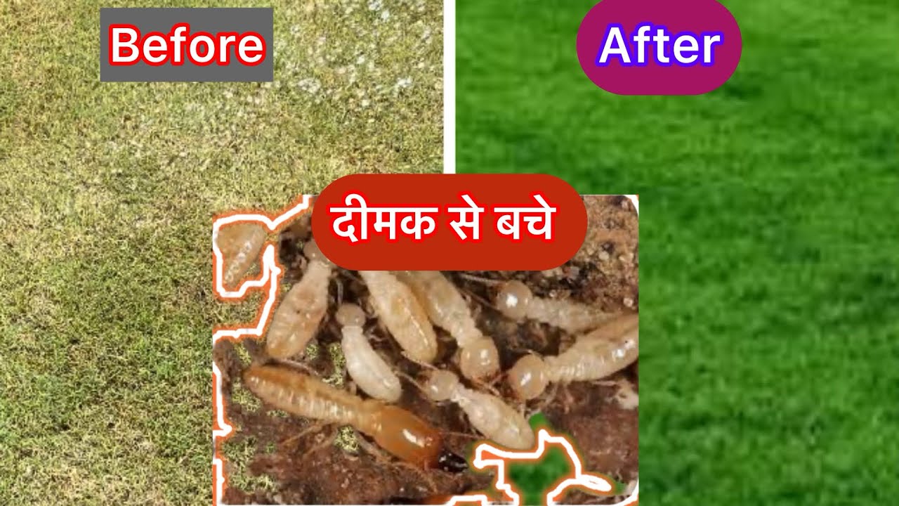 Make your grass green again!! Take care of grass from Termites !! घास को दीमक से कैसे बचाए!!