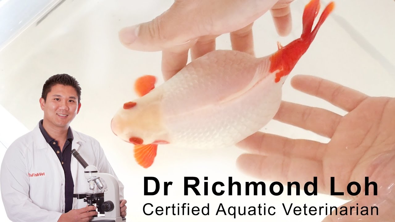 Egg bound goldfish how to diagnose and treat a bloated egg bound goldfish