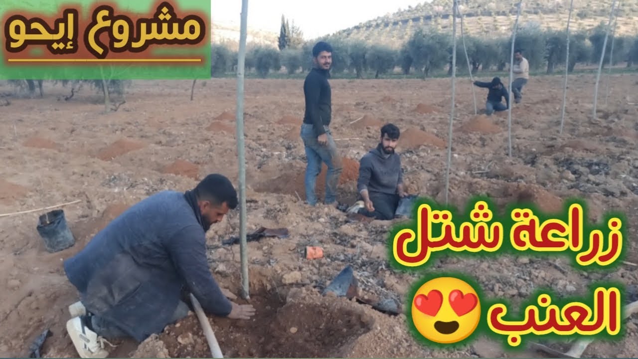 وأخيرآ إيحو بلش بزراعة شتل العنب مشروع دوالي العريشة | بمساعدة الشباب | تابعوا للأخير👈🏽❤️