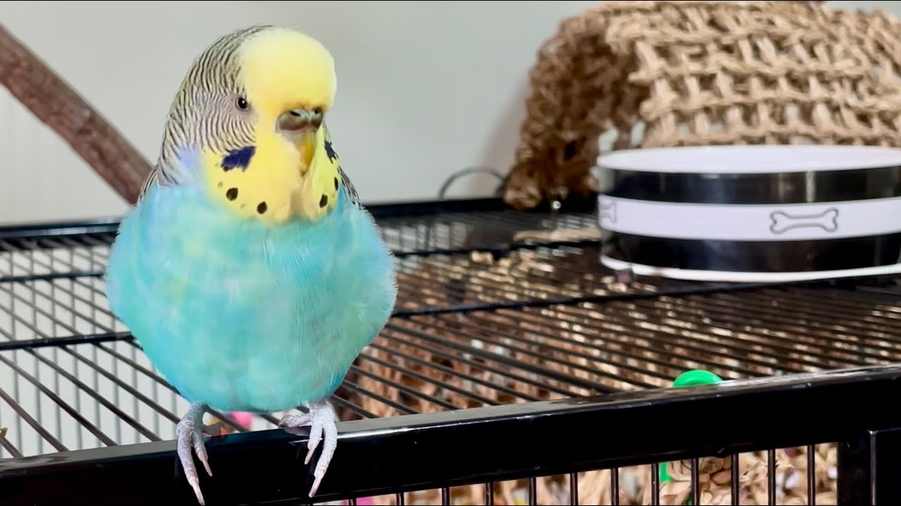 Talking Budgie Parakeet Chats and Sings for 30 Minutes