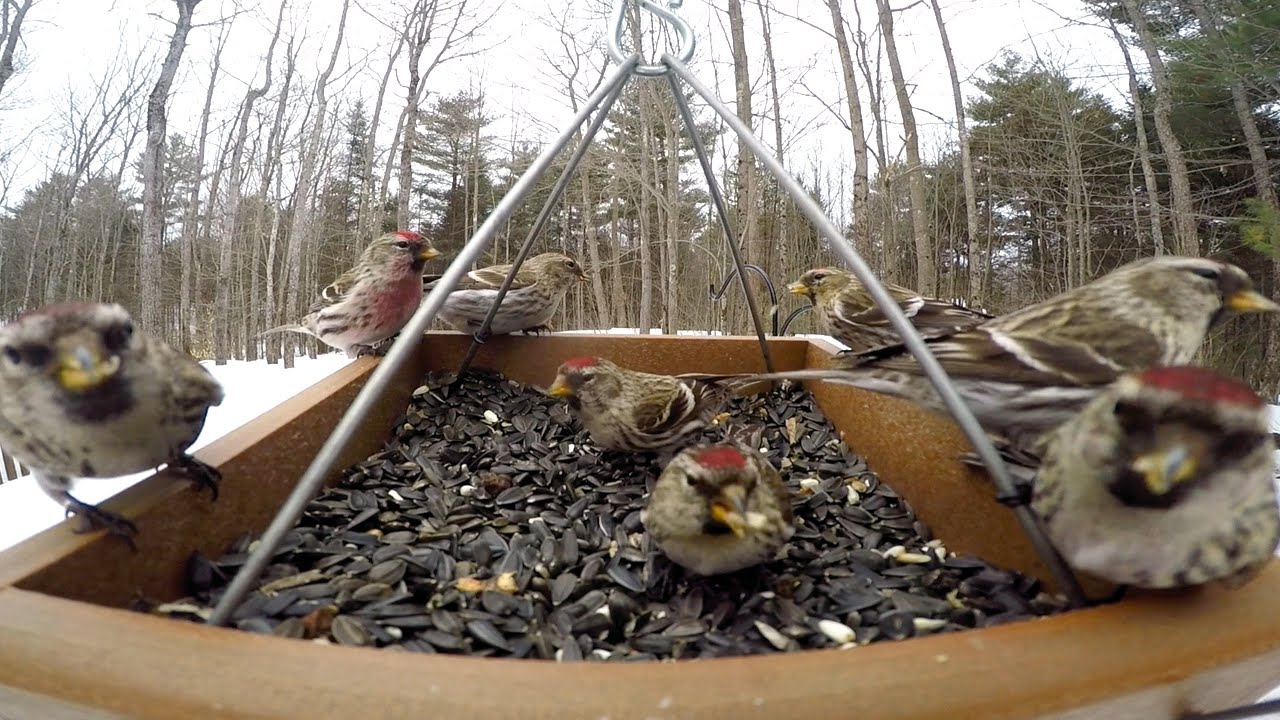 Bird Feeder GoPro: Redpoll Frenzy