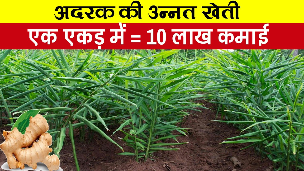 अदरक की खेती | Adrak ki kheti kaise kare | Ginger farming | Adrak ki puri jankari | e Plant Health