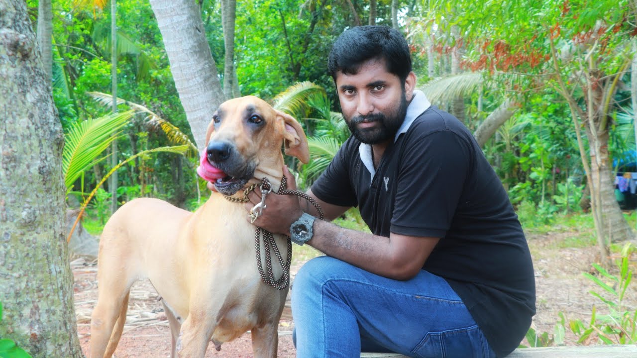 Great dane | ഗ്രേറ്റ് ഡേൻ | Malayalam 2019