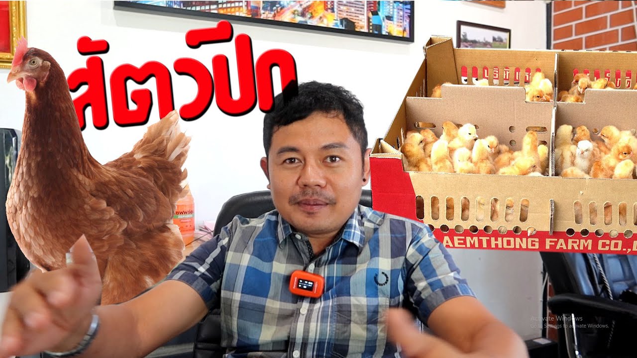 จำหน่ายสัตว์ปีก ไก่ไข่ เป็ดไข่ ไก่เนื้อ 084-0908713, 084-0908714 - โต๋ เกษตร ชาแนล TOR Kaset Channel
