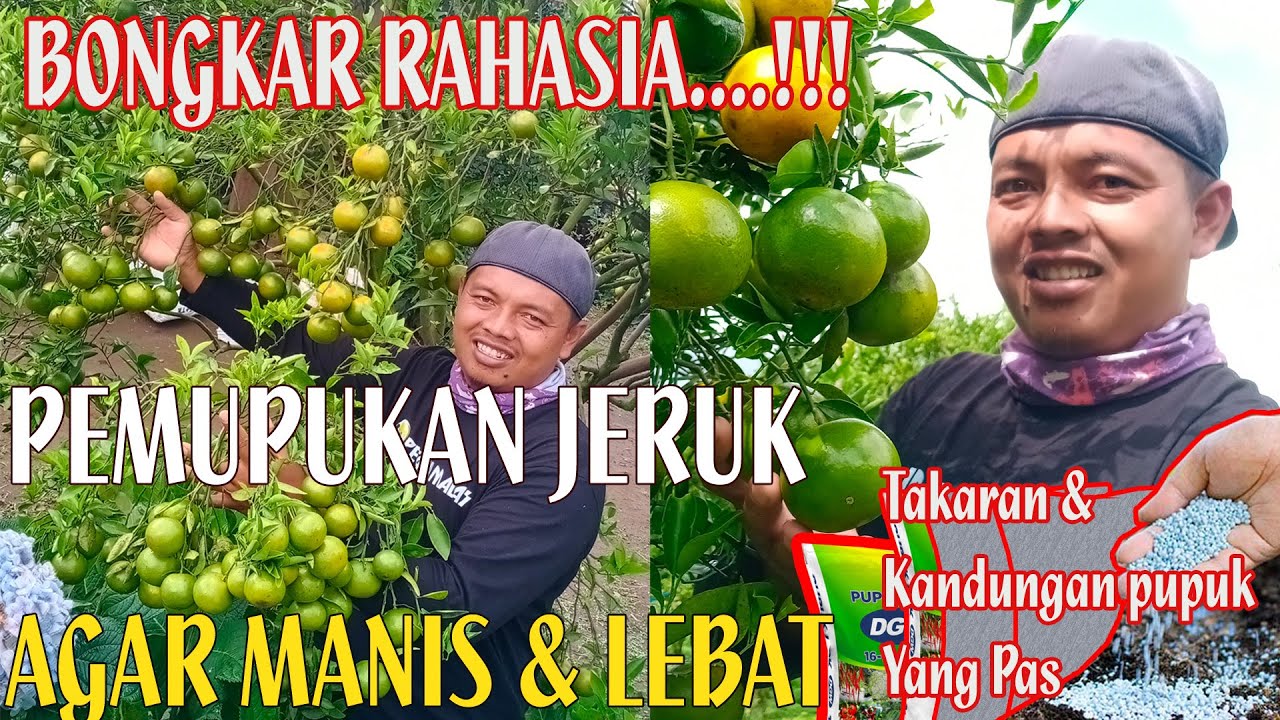 PEMUPUKAN JERUK AGAR BERBUAH LEBAT DAN MANIS SEPANJANG TAHUN ⁉