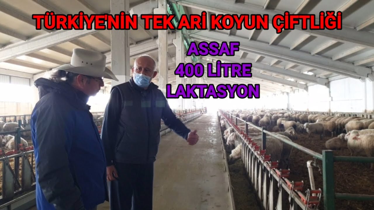DİŞ HEKİMİNİN ASSAF AŞKI | TÜRKİYE'NİN TEK ARİ KOYUN ÇİFTLİĞİ | BİSTE BÖLÜM 1