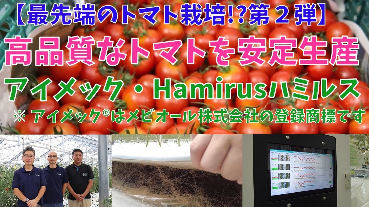 【最先端のトマト栽培!?第２弾】高品質なトマトを安定生産(アイメック・Hamirusハミルス)