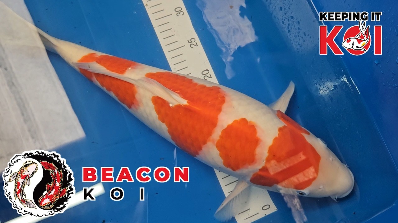 Road Trip To Beacon Koi Whats New? Whats Changed?