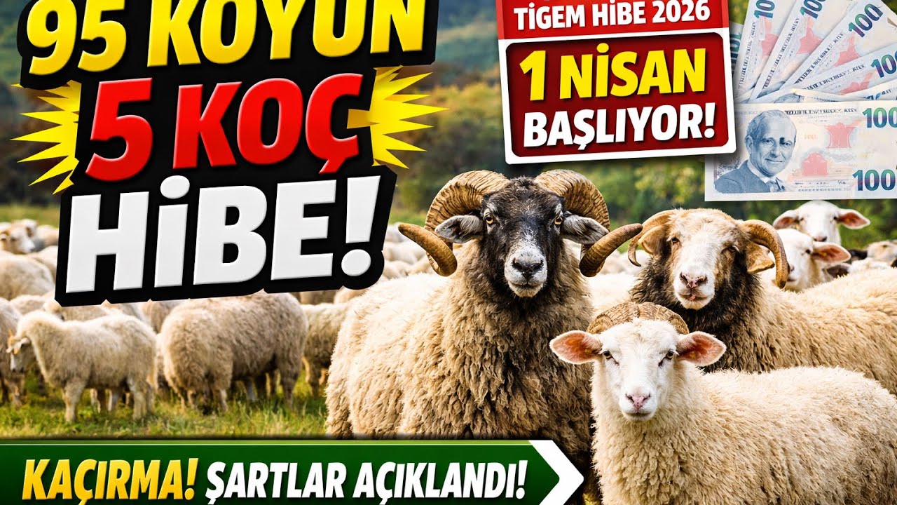 TİGEM 95 Koyun 5 Ko&ccedil; Hibe Başvurusu Başladı! (1 Nisan 2026) Şartlar ve Detaylar 🐑