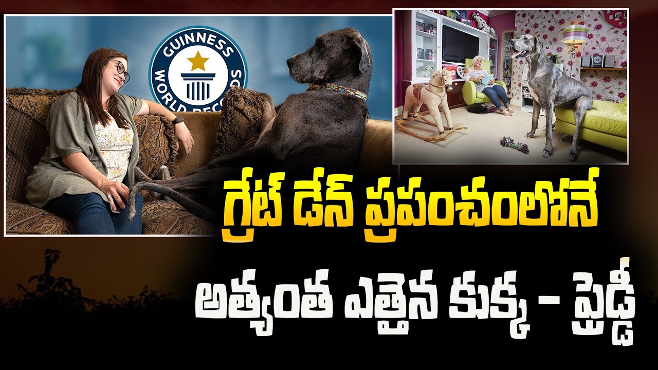 World Biggest Dog Freddy | Guinness World Record | USA | Latest News | Haripriyas Media