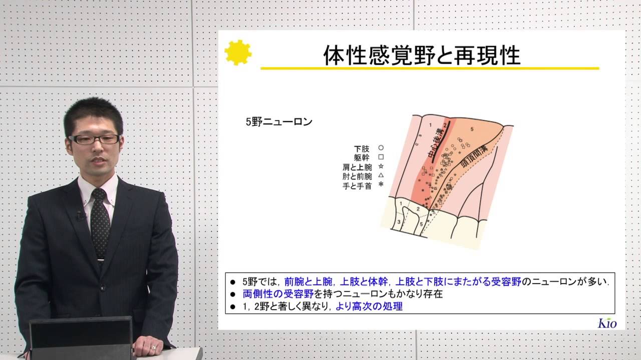 10分でわかる脳の構造と機能vol.3「頭頂葉」‐畿央大学ニューロリハビリテーション研究センター‐