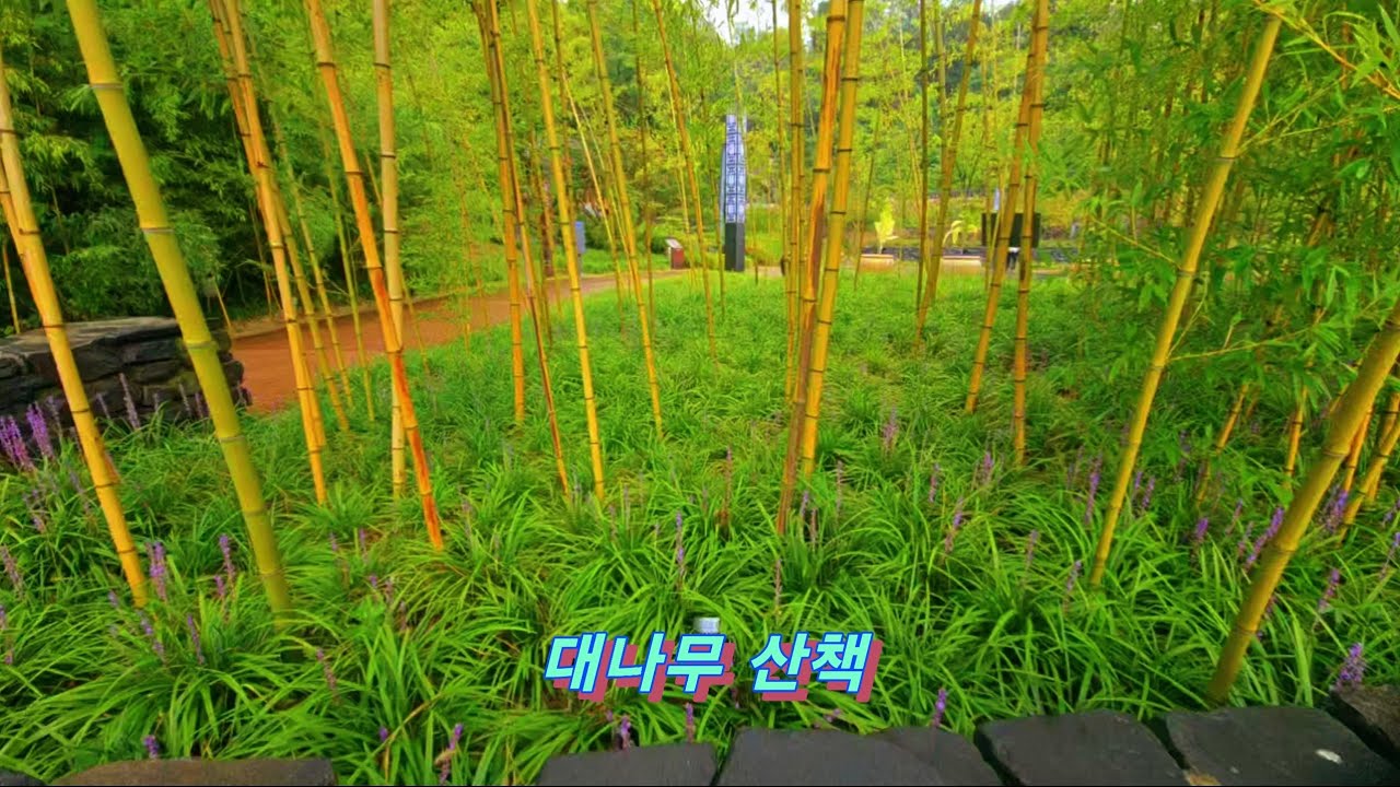 대나무 산책 