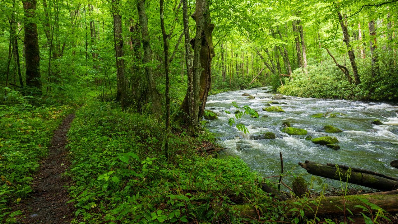 Great Smoky Mountains National Park Backpacking (TN) - May 2025