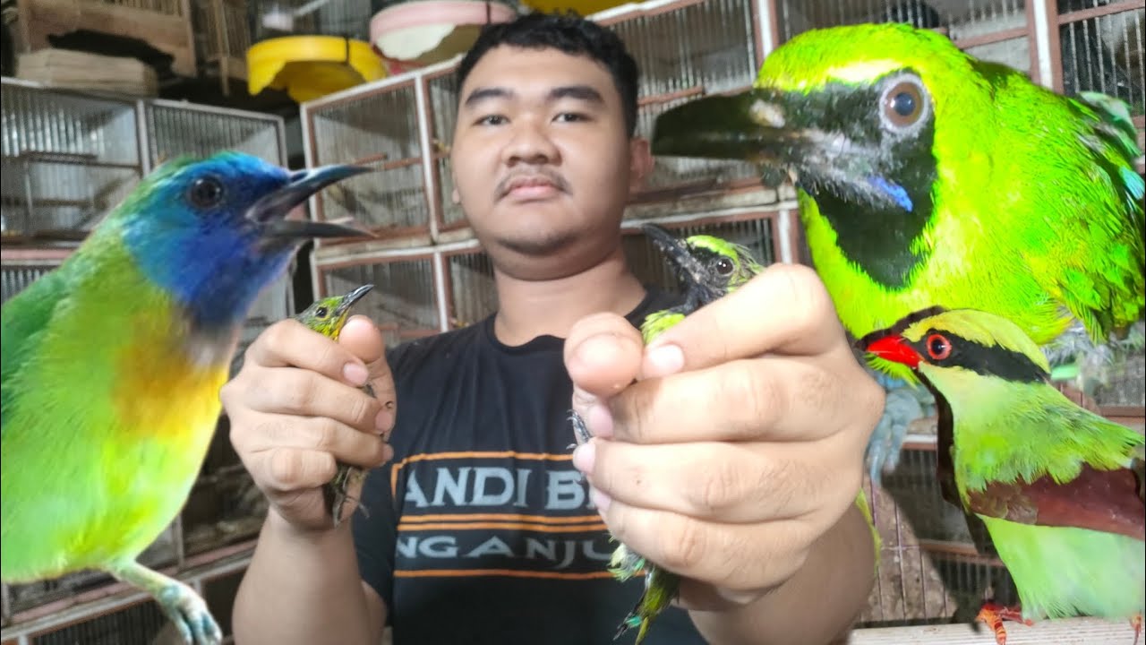 BURUNG BUAT AVIARI MINI SUARA ISTIMEWA DI JUAL MURAH 