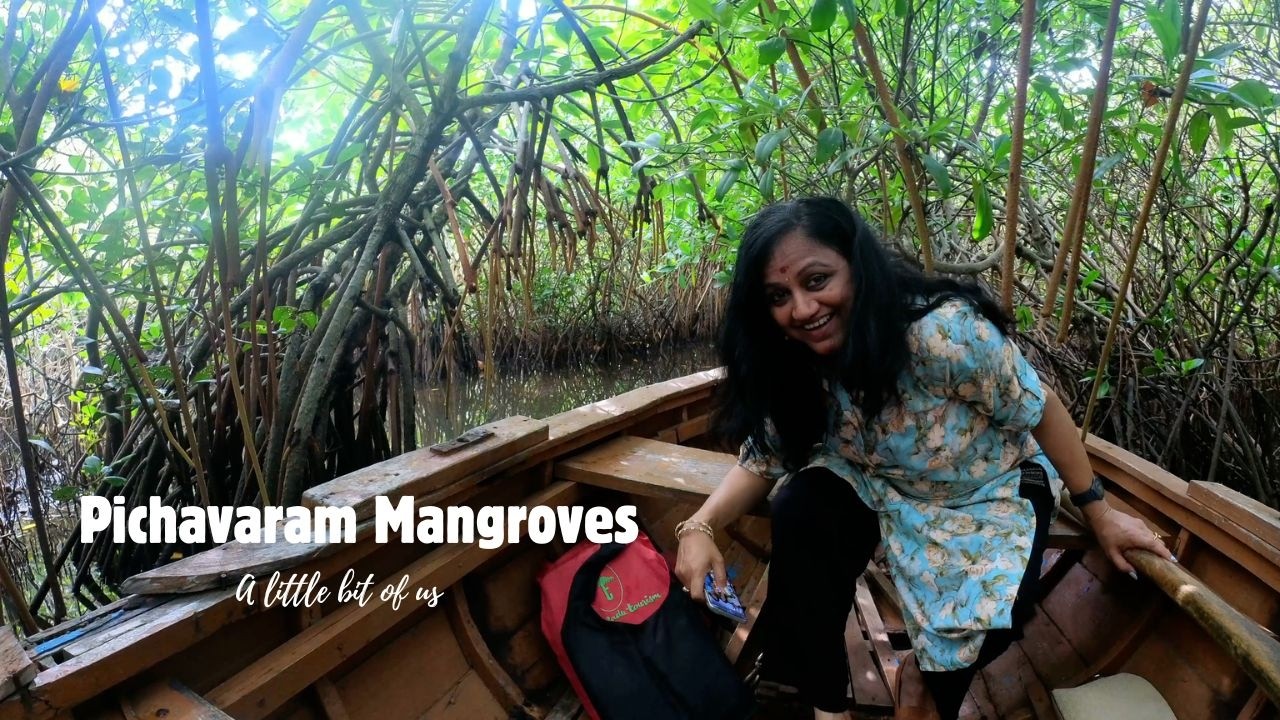 World's second largest Mangrove Forest | Pichavaram | A little bit of us
