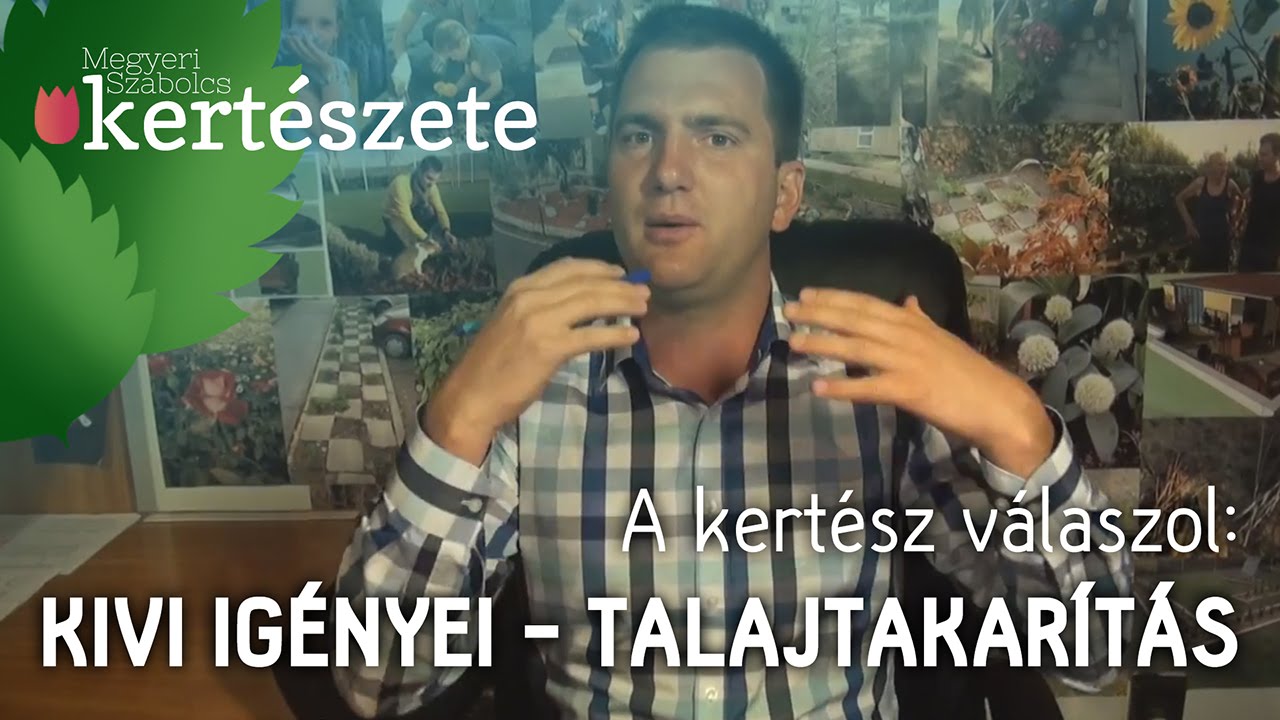 A kertész válaszol: a kivi igényei - (Actinidia) kivi növény talajtakarás