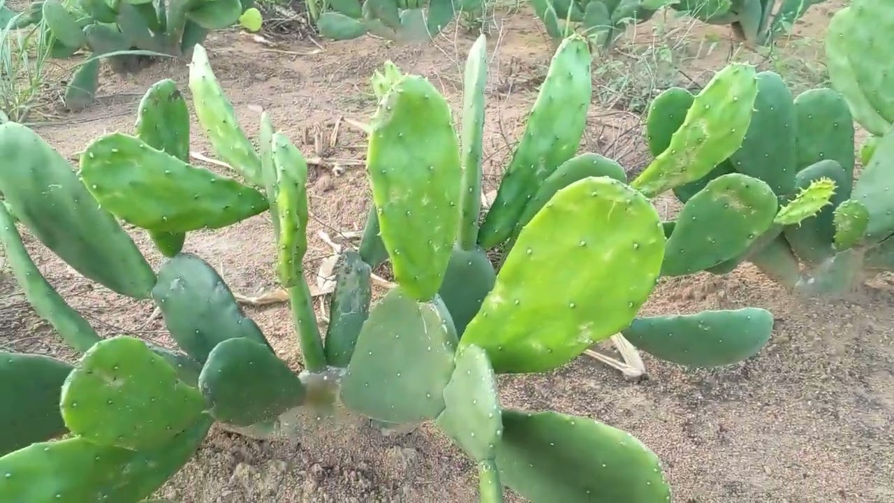 olha qui coisa linda a plantaçao de palma doce