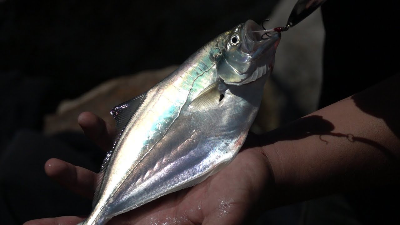 Pesca de Spinning en Mar Del Plata #VlogDePesca - 09
