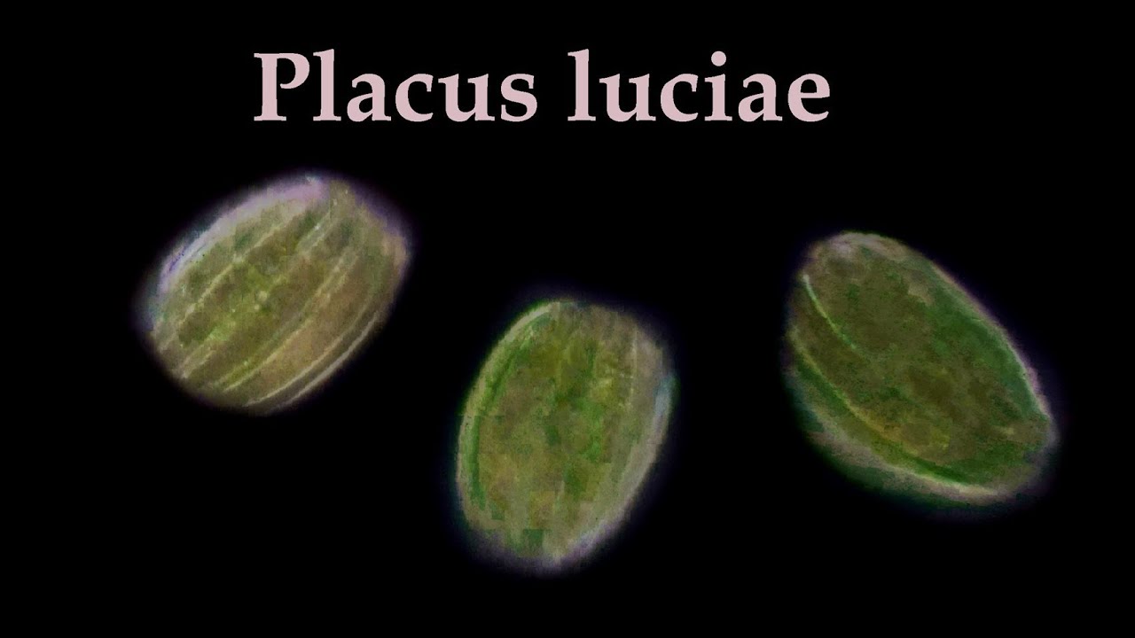 Placus luciae