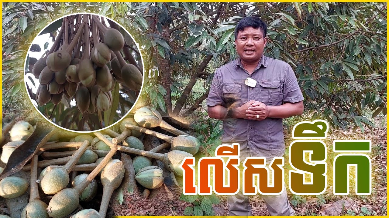 ការអង្កេតមើលទុរេនលើសទឹក / ទុរេនលើសទឹក (ទុរេនវគ្គផ្កាផ្លែ)