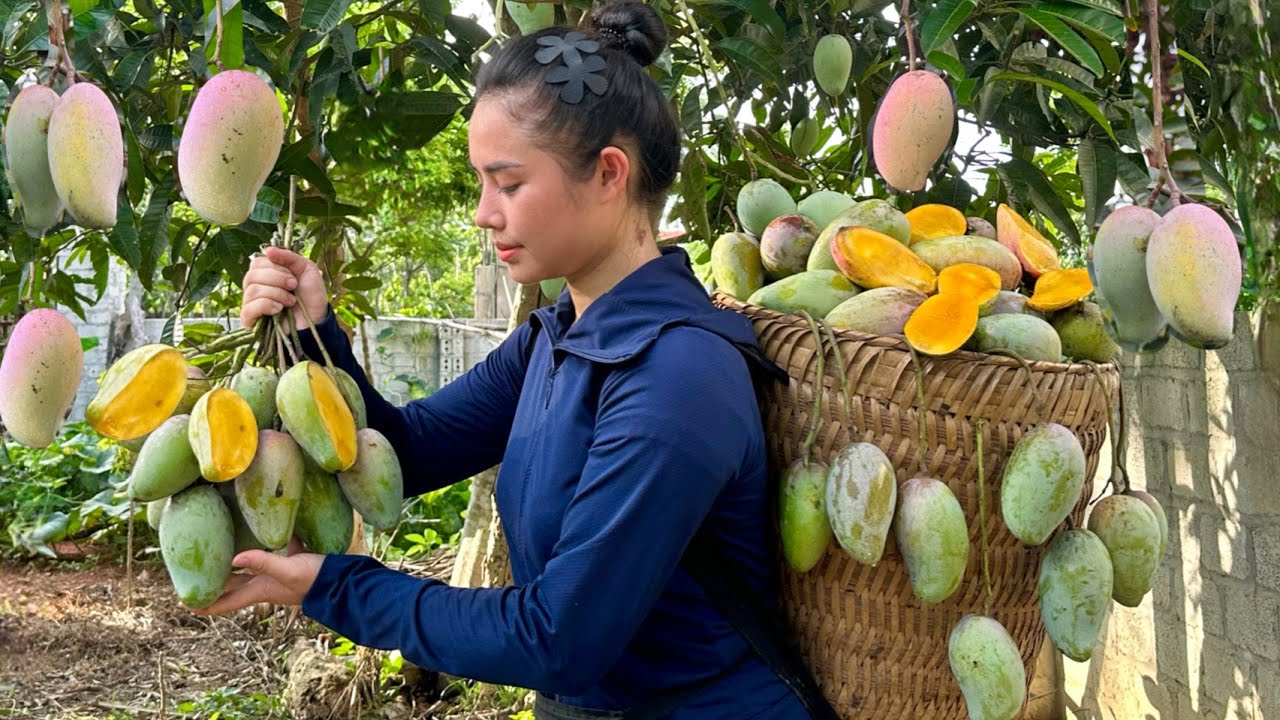 Harvest green mango garden to bring to the market to sell - make chili bamboo shoots
