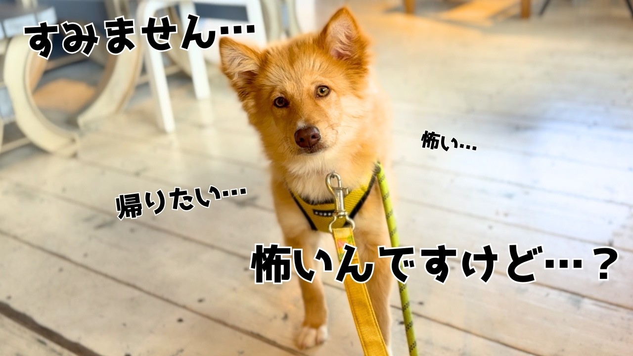 【野犬の子犬】お散歩練習と公園デビュー