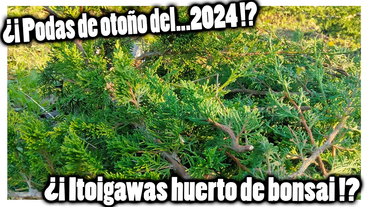 Poda de otoño ahora los ITOIGAWAS! Pero...del 2024!