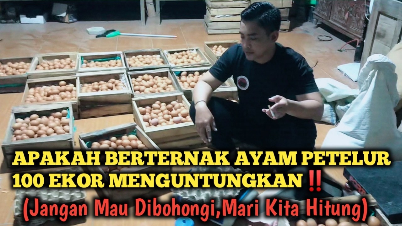 BERAPA KEUNTUNGAN BETERNAK AYAM PETELUR 100 EKOR