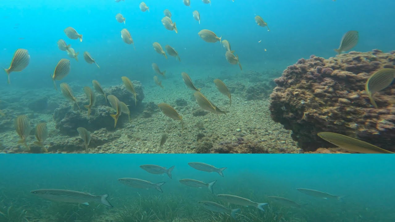 BUCEO por el PEÑÓN y DETRÁS del CASTILLO | Águilas (Murcia)
