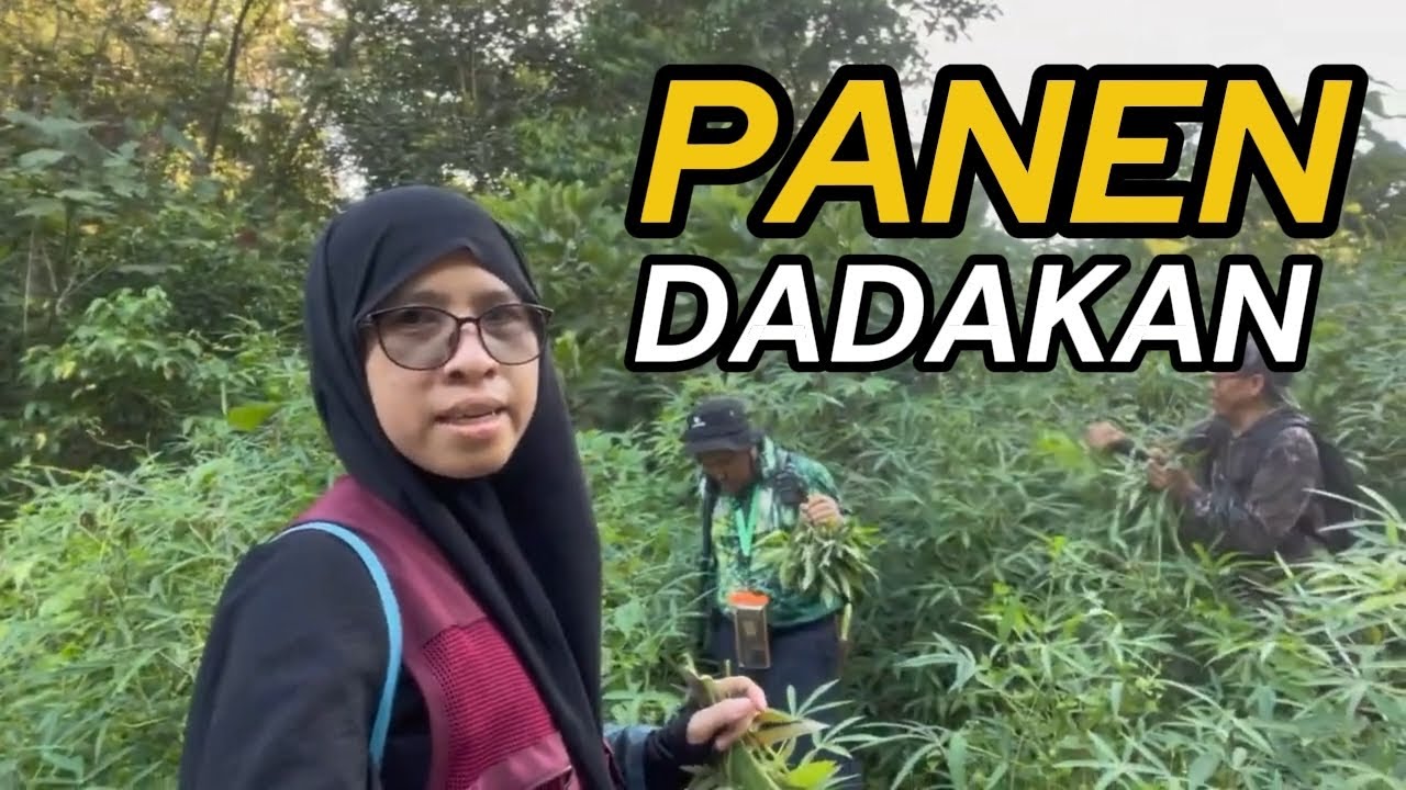 Abis Jelajah Hutan, Panen Daun Singkong Dadakan di Tepi Jalan