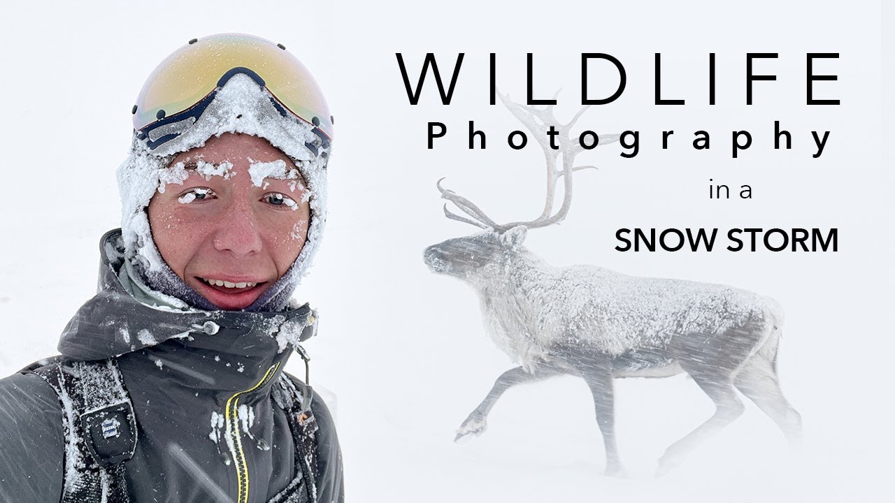 WILD REINDEER in a SNOW STORM - A Wildlife Photography Adventure