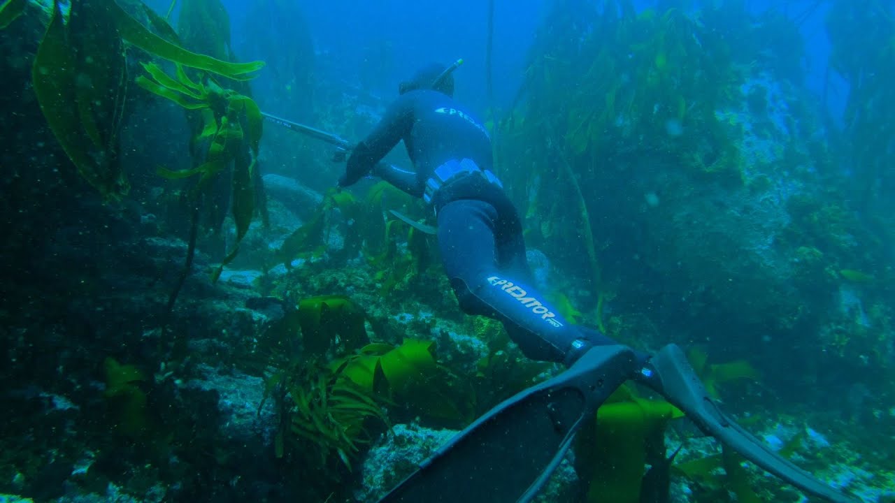 Spearfishing/Freediving Cape Town