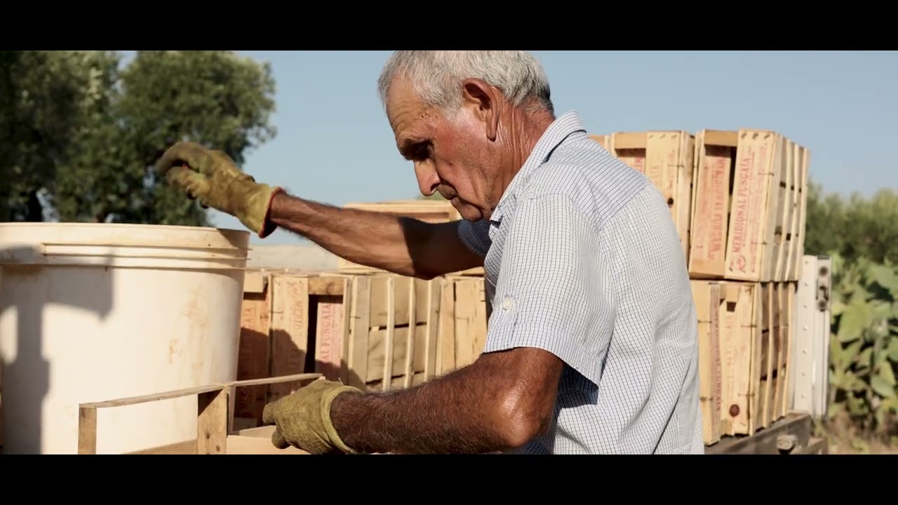 YUKO EDIZIONI POMODORO REGINA