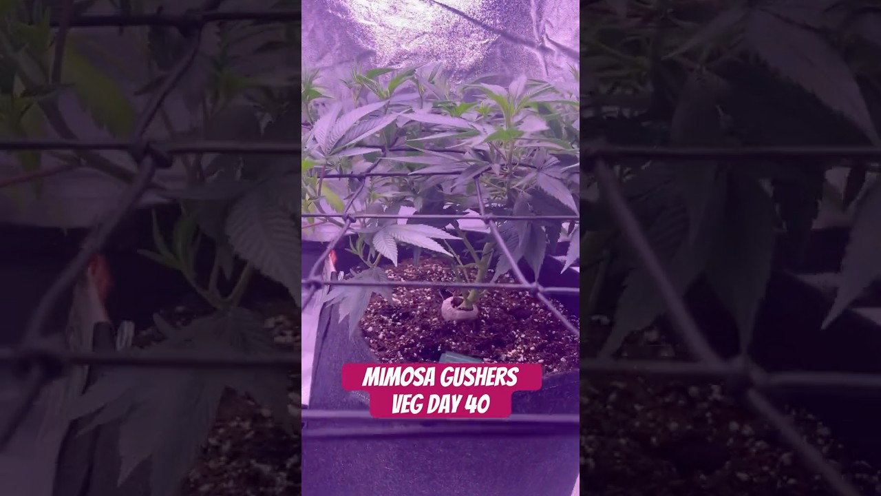 Mimosa Gushers Strain VEG Day 40 XXL LST Scrog  #420 #seedtoharvest #crazybud