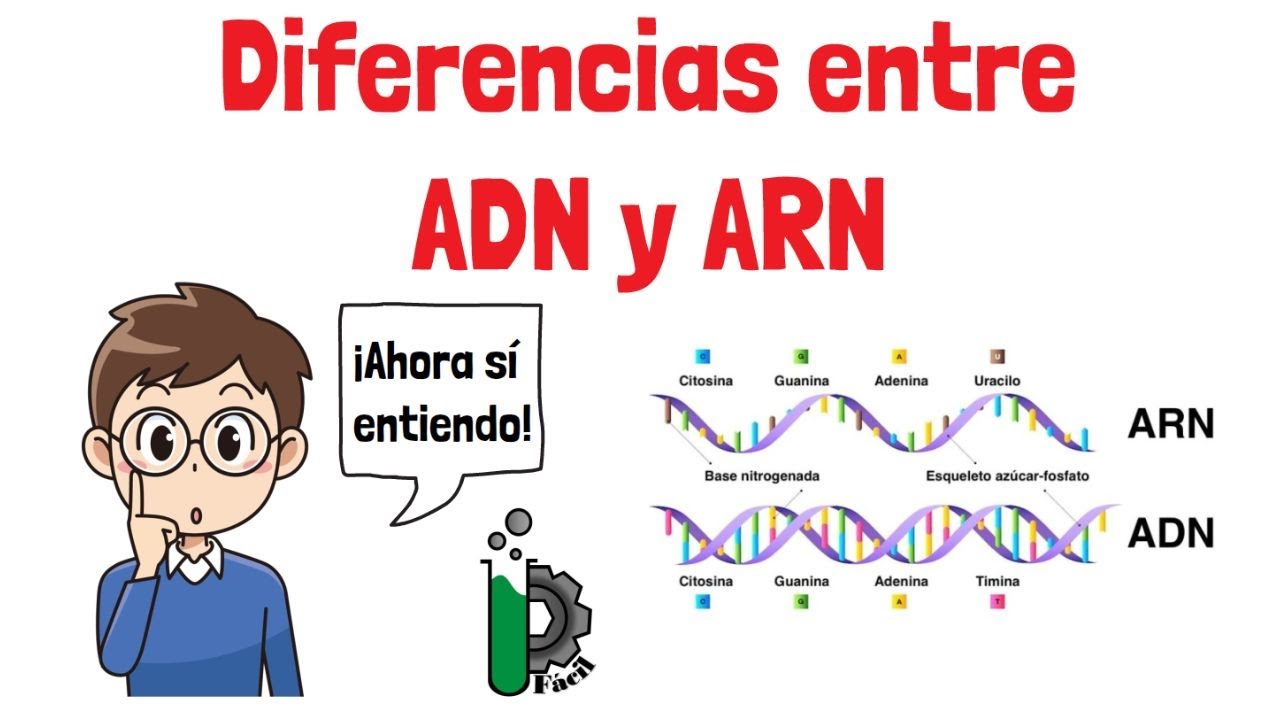 Diferencias entre ADN🧬y ARN🦠 (video animado)