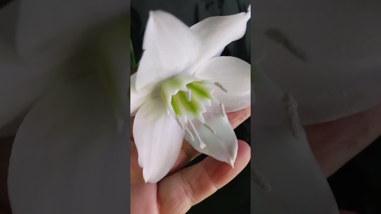 Como cuido planta EUCHARIS AMAZONICA, Billeton,Lirio del Amazonas 🌿