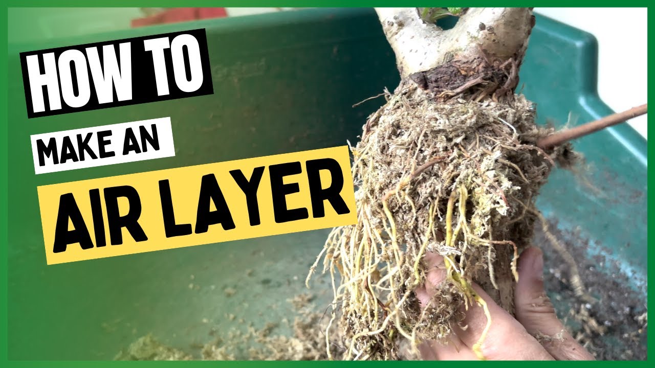 How to make an Air Layer