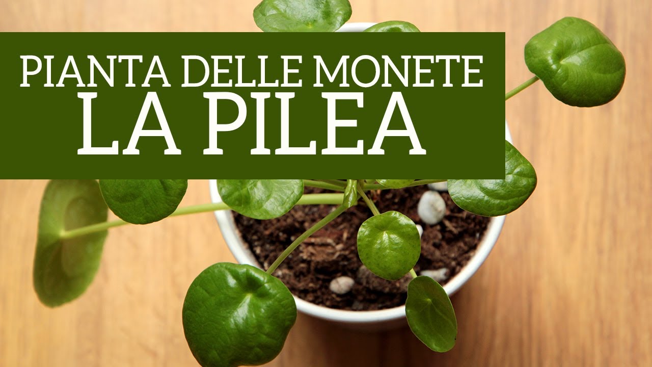 Pilea peperomioides, una pianta d'appartamento per tutti!